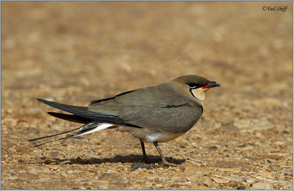 Collared Pratincole