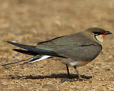 Collared Pratincole