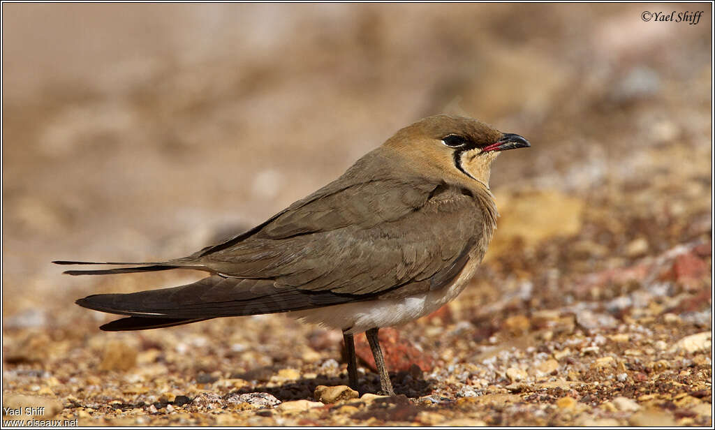 Collared Pratincoleadult, identification