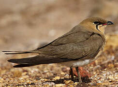 Collared Pratincole