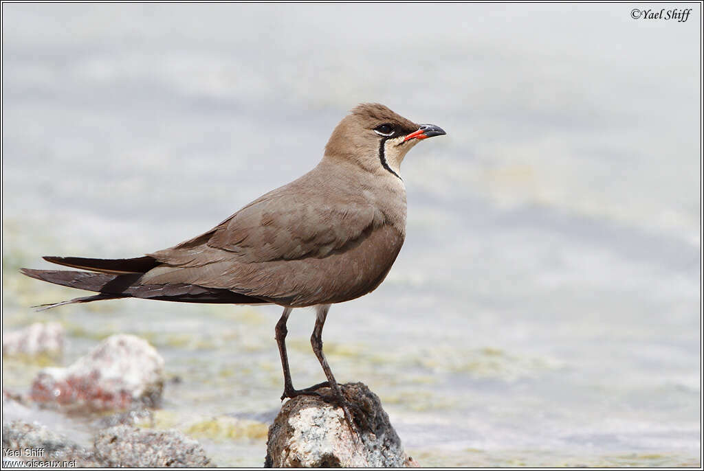 Collared Pratincoleadult breeding, identification