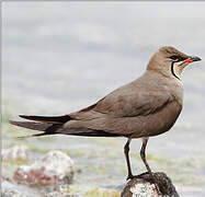 Collared Pratincole