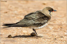 Collared Pratincole