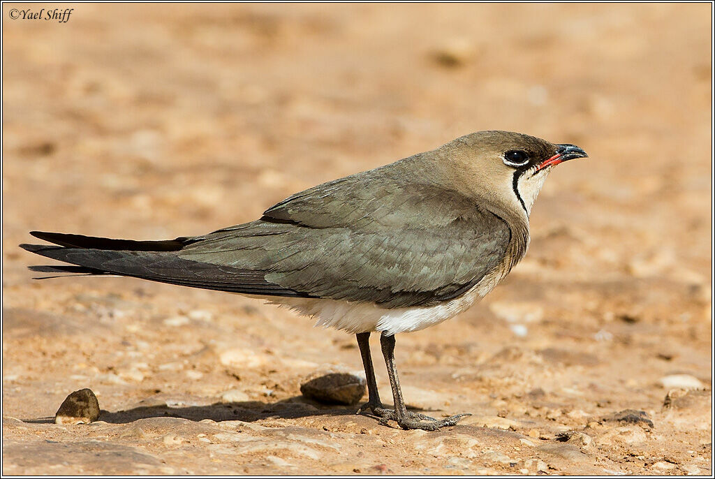 Collared Pratincole