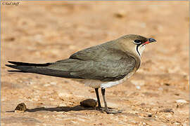 Collared Pratincole