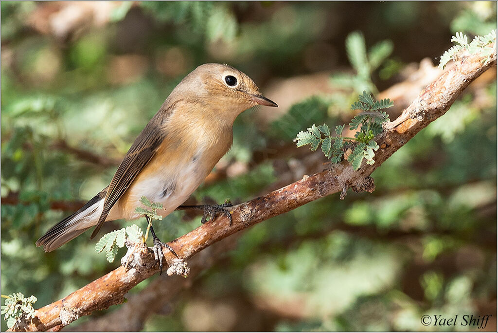 Red-breasted Flycatcher