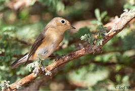 Red-breasted Flycatcher