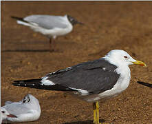 Lesser Black-backed Gull