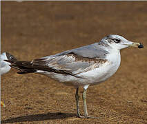 Pallas's Gull