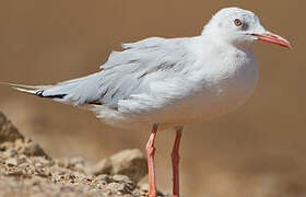 Slender-billed Gull