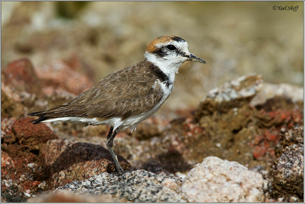 Kentish Plover female adult