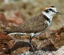 Kentish Plover