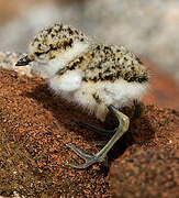 Kentish Plover