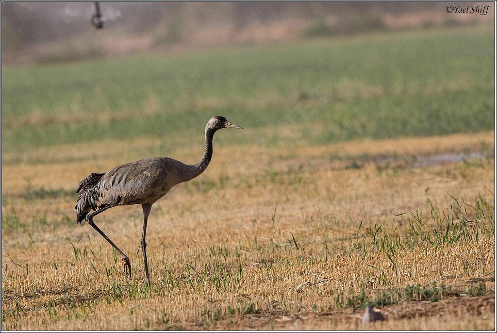 Common Cranejuvenile