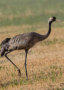 Common Crane