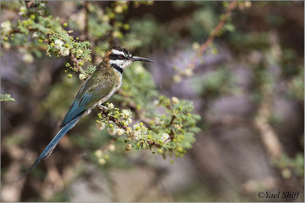 White-throated Bee-eater