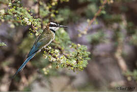 White-throated Bee-eater