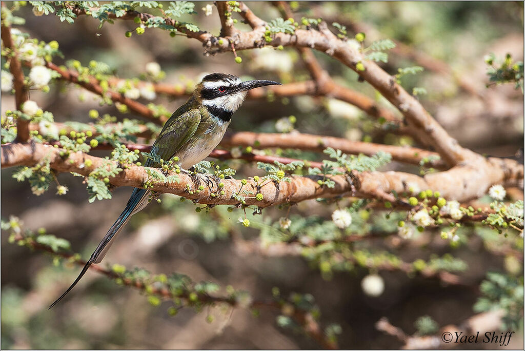 White-throated Bee-eater