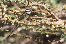 White-throated Bee-eater