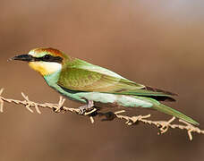 European Bee-eater