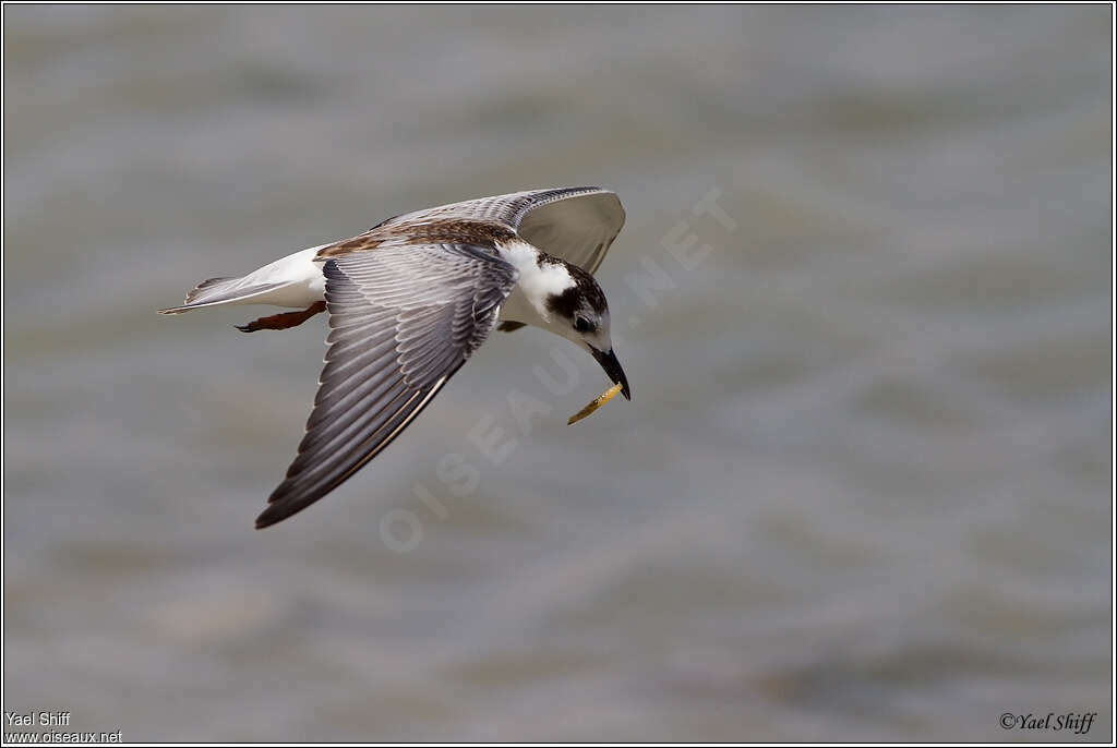 White-winged Ternjuvenile, pigmentation, Flight, feeding habits