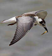 White-winged Tern