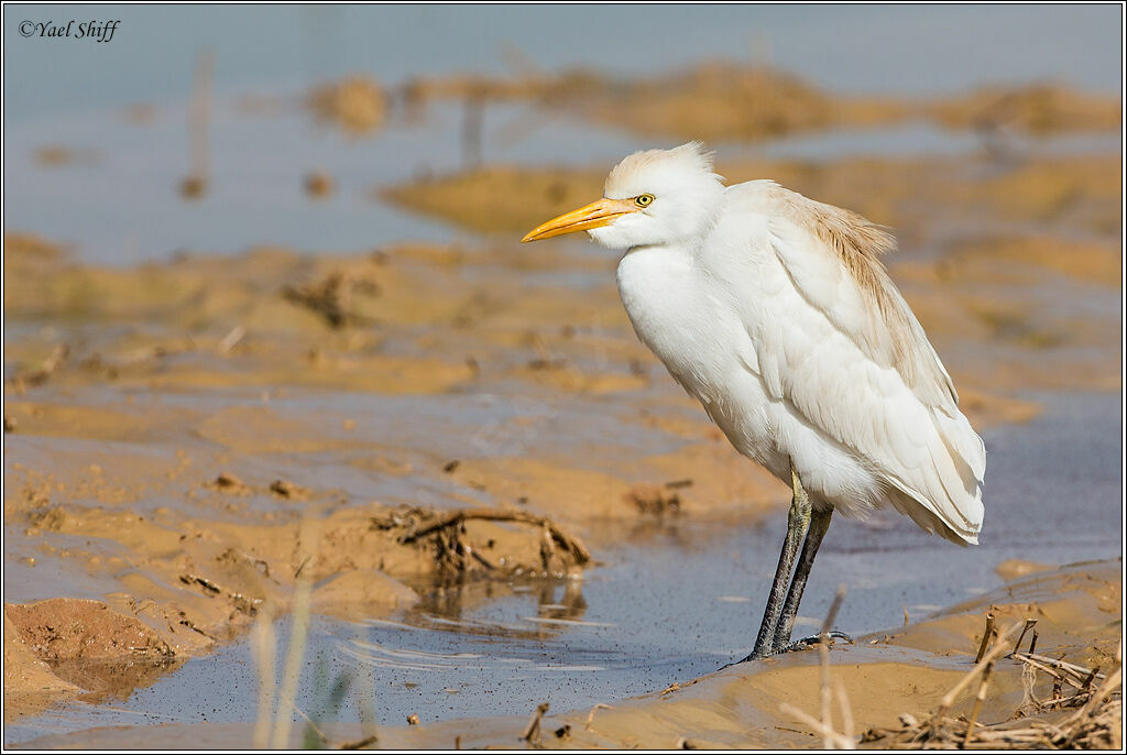 Western Cattle Egret