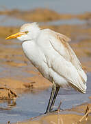 Western Cattle Egret