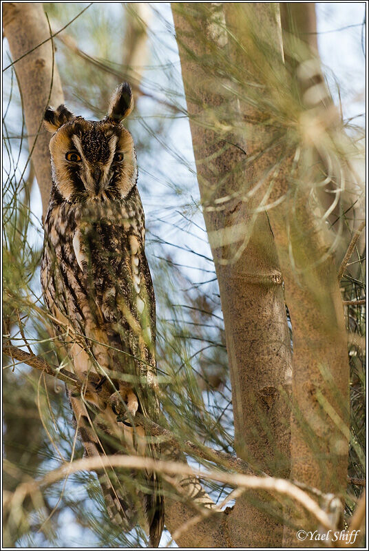 Hibou moyen-duc