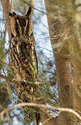 Long-eared Owl