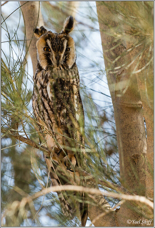 Hibou moyen-duc