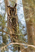 Long-eared Owl