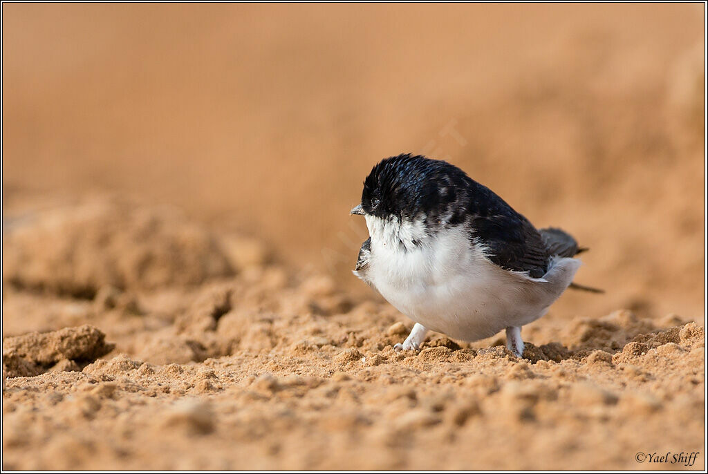 Western House Martin