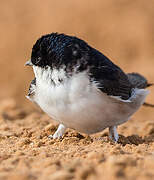 Western House Martin