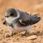 Sand Martin