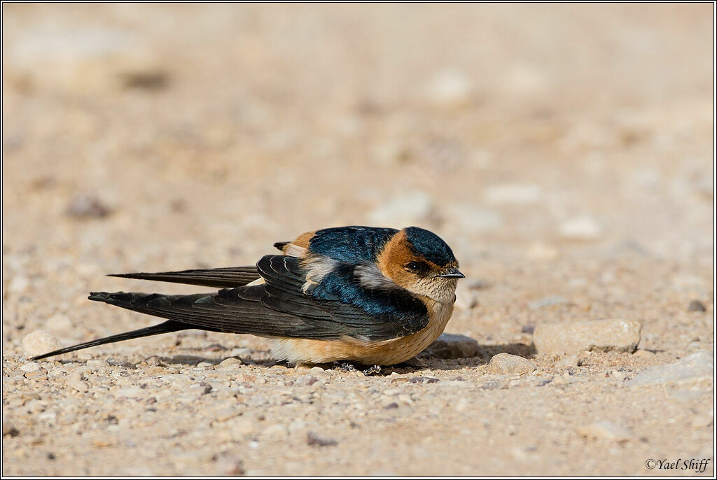 European Red-rumped Swallow