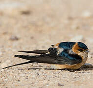 Red-rumped Swallow