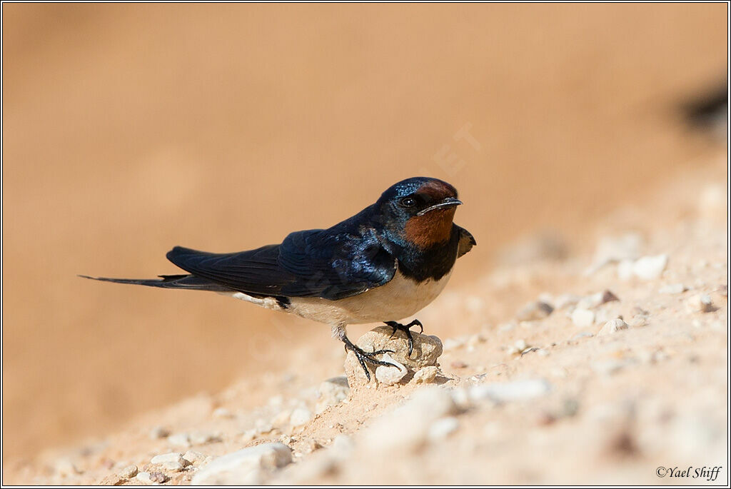 Barn Swallow