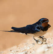 Barn Swallow