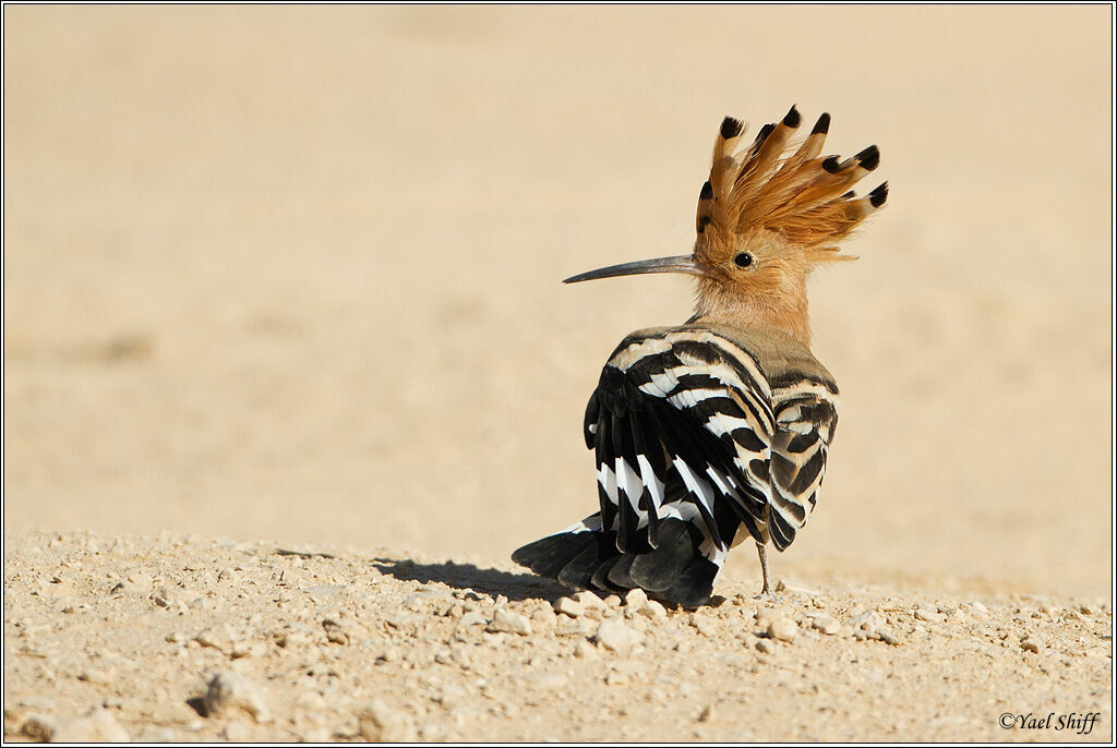 Eurasian Hoopoe