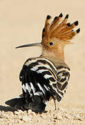 Eurasian Hoopoe