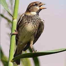 Moineau espagnol