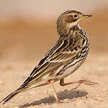 Pipit à gorge rousse