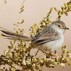 Prinia gracile