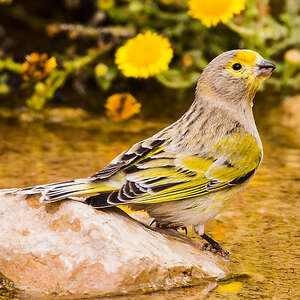 Serin syriaque