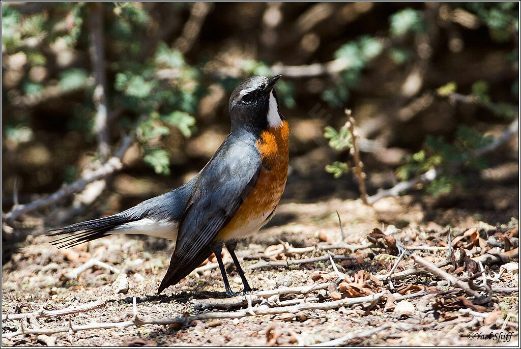 White-throated Robin