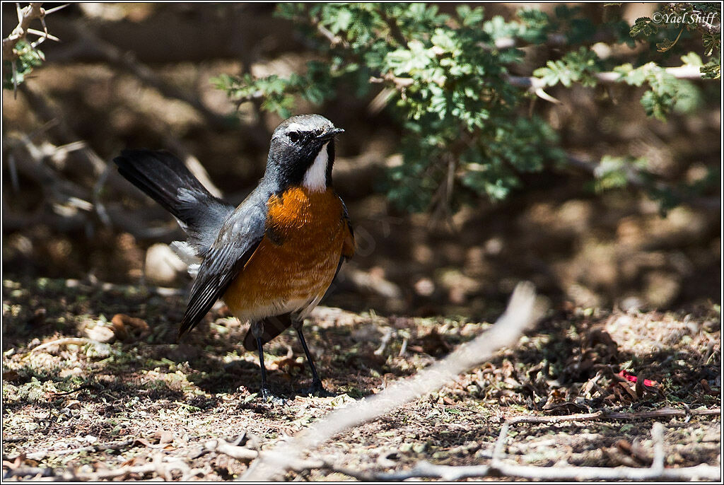 White-throated Robin male adult