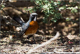 White-throated Robin