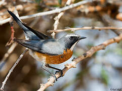 White-throated Robin