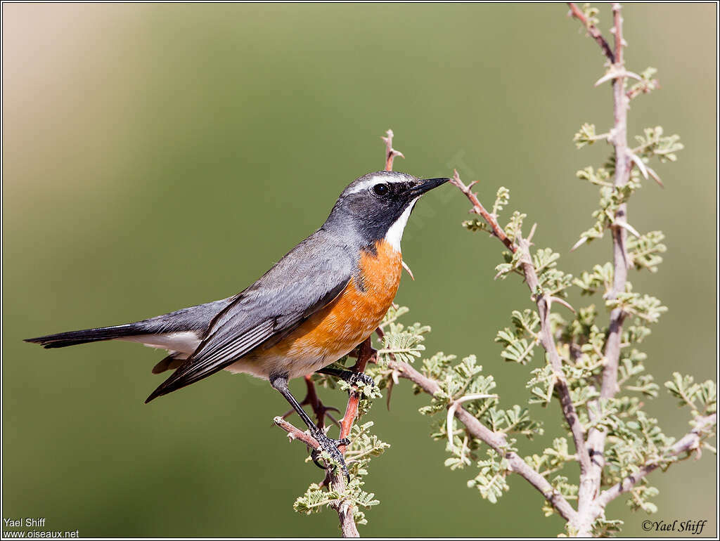 White-throated Robin male adult, identification